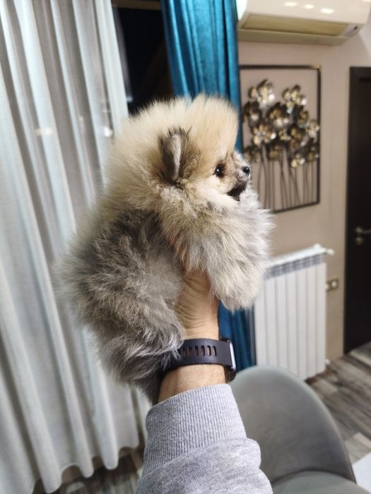 Померан мъжки и женски