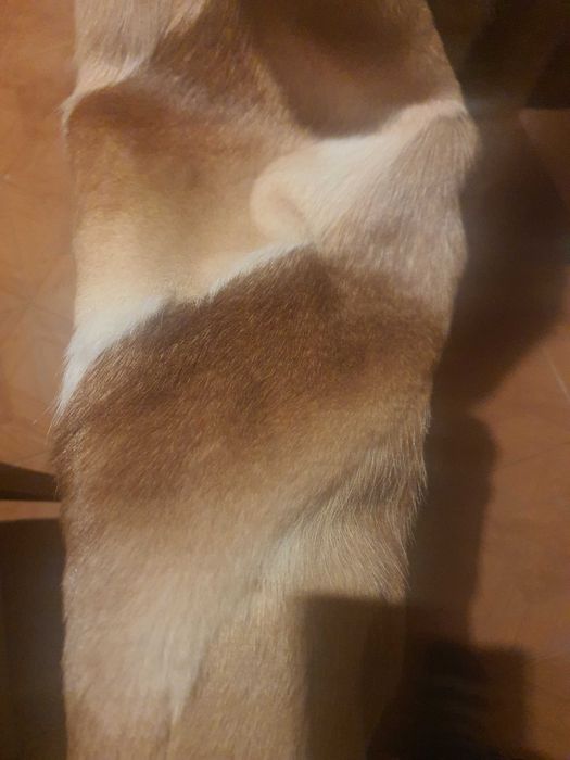 Haina de blana naturala,vulpe,stare foarte buna.Marime L/Xl 700 de lei