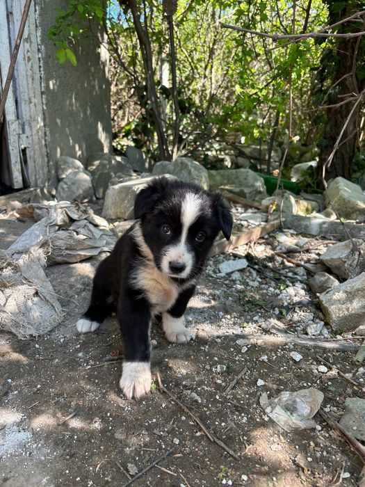 Pentru adoptie  responsabila o catelusa gasita  pe camp langa Constanta