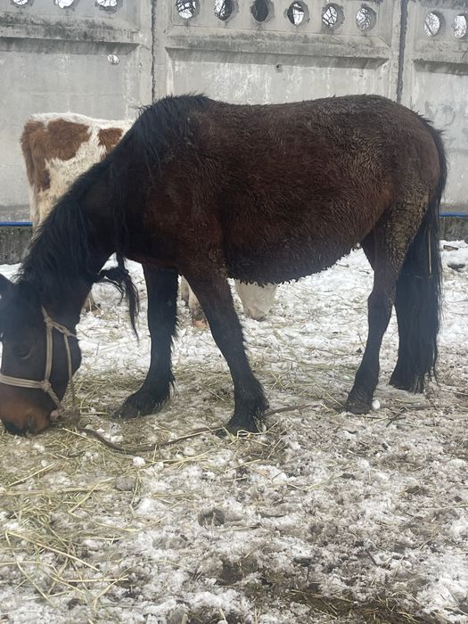 Жылкылар сатыладаы
