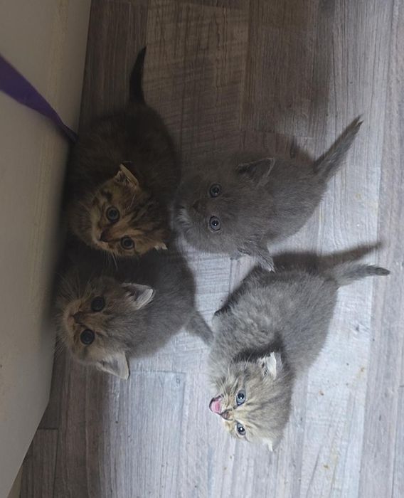 Продам котят вислоухих