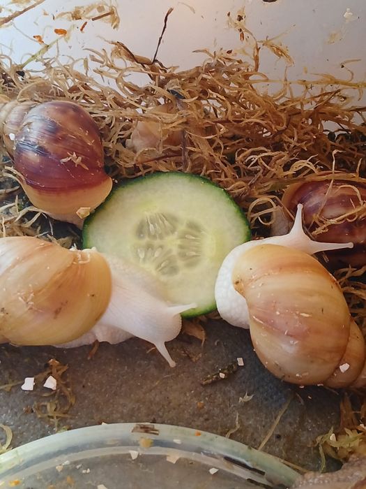 Улитки ахатины и архахатины