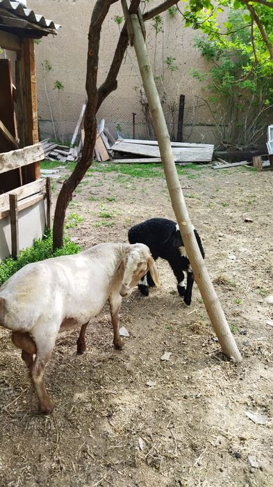 Продаются бараны домашние