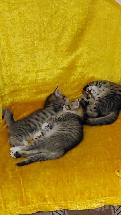 Котенки с кошкой