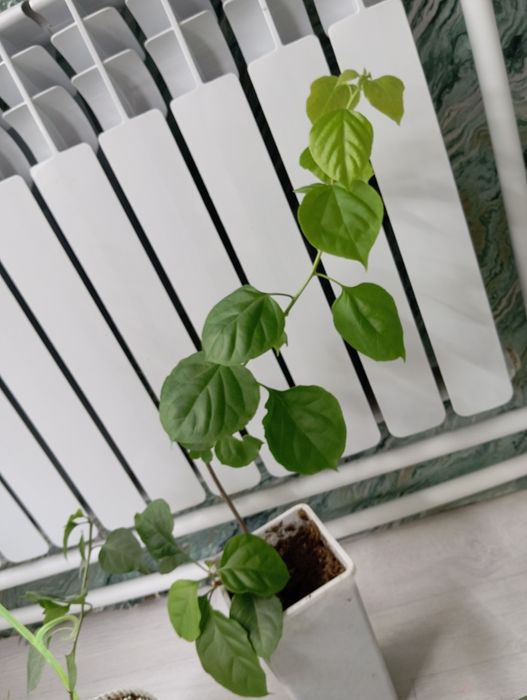 Бугенвиллия взрослое растение