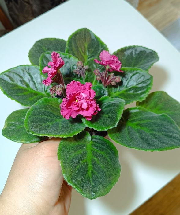 Фиалка сортовая поцелуй, пеларгонии, герань.