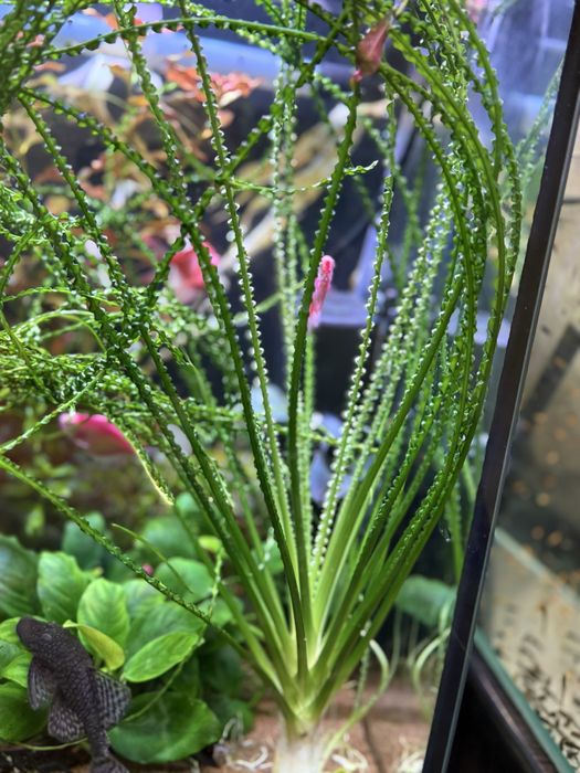 Продам ростение