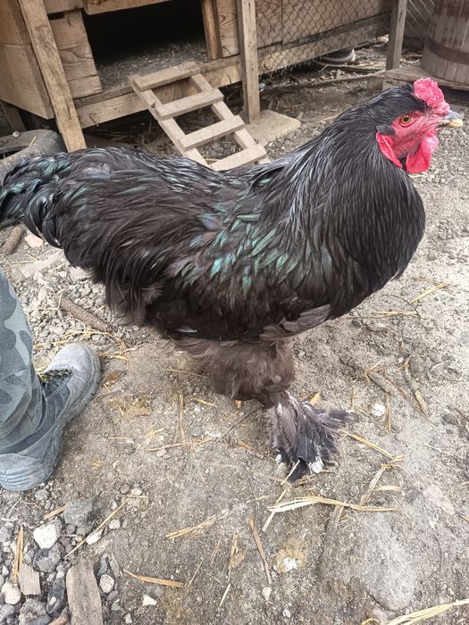 Cocos brahma de un an