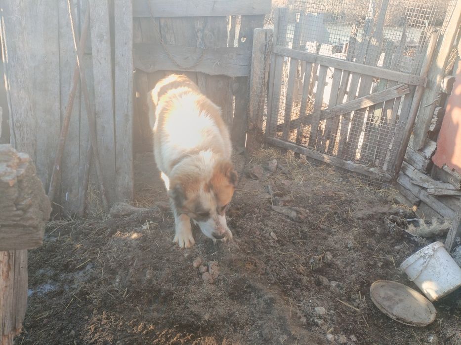 Продам кабеля Алабай