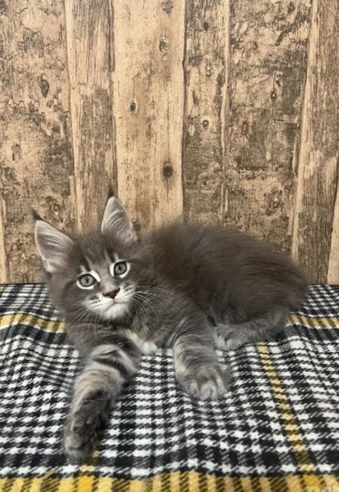 Мейн куун котенца