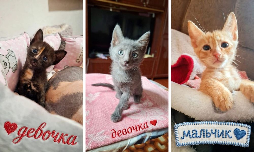 Продам котят брашинг