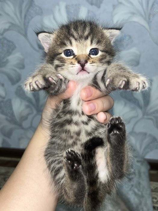 Отдам котят в хорошие руки