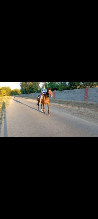 Бие құлынымен сатылады