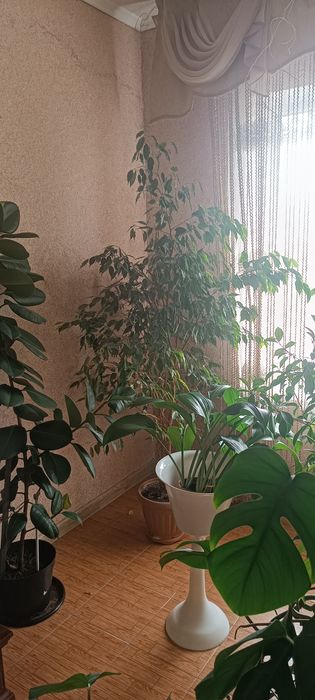 Комнатные цветы. Не дорого