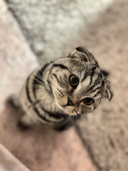 Отдам кота в добрые руки