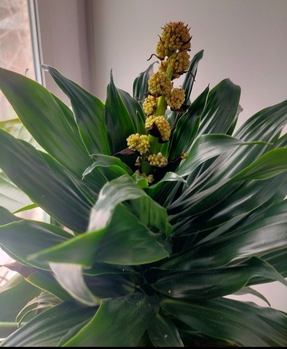 Драцена Компакта