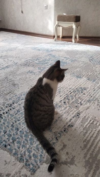 Отдам в добрые руки