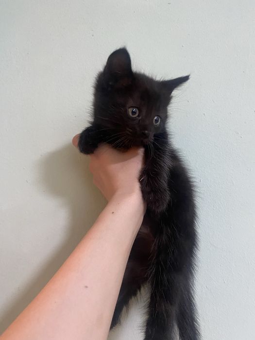 Отдам котят срочно