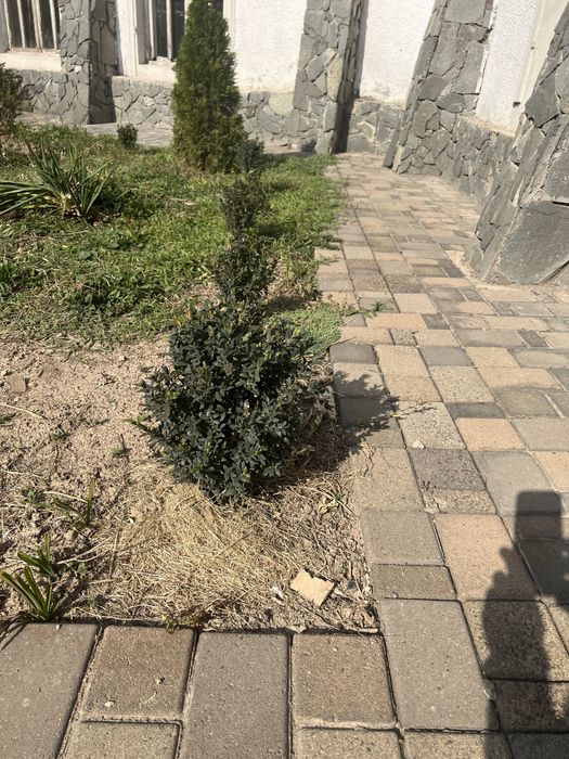 Продам юкку садовую, самшит.