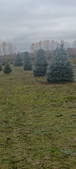 !!Oferta speciala!! Brazi naturali in București. Livrare inclusă!