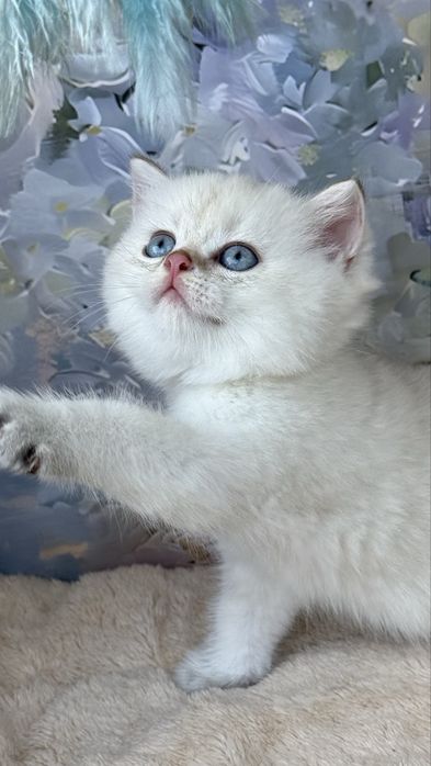 British shorthair - Mascul ( Pedigree de TOP )