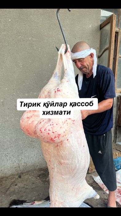 Эҳсон, Ақиқа, қурбонлик хизматлари