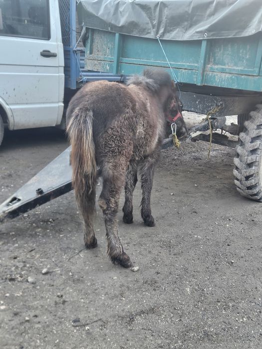 Ponei de 1 an ( armăsar)