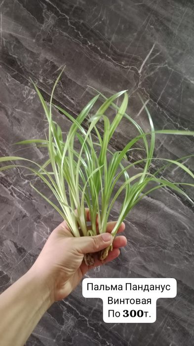 Продаю комнатные цветы