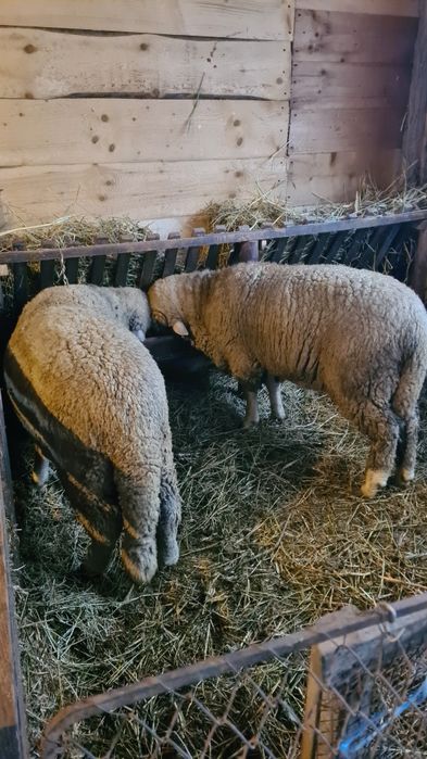 Berbeci tineri merinos