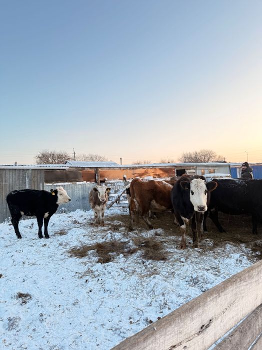 Коровы с телятами