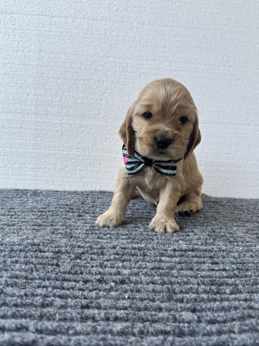 Fetita Cocker spaniel engelz