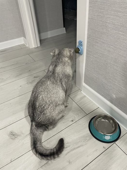 Шотландский веслоухий кошка