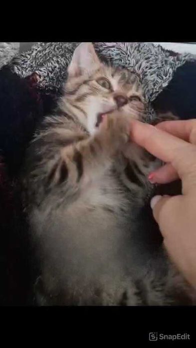 Котенок в добрые руки