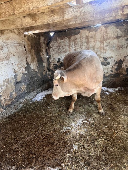 Родам быка три года