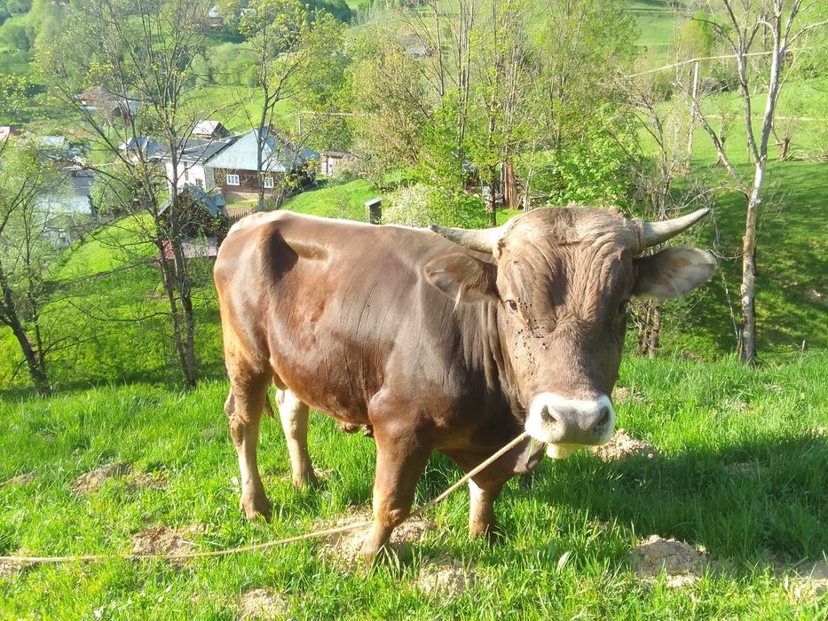 Vand taur brun de Maramures