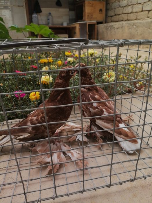 Продается голубы