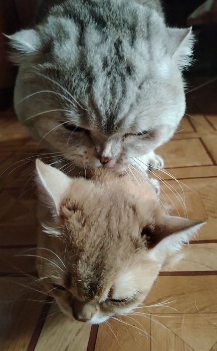 Вязка. Опытный Шотландский кот.
