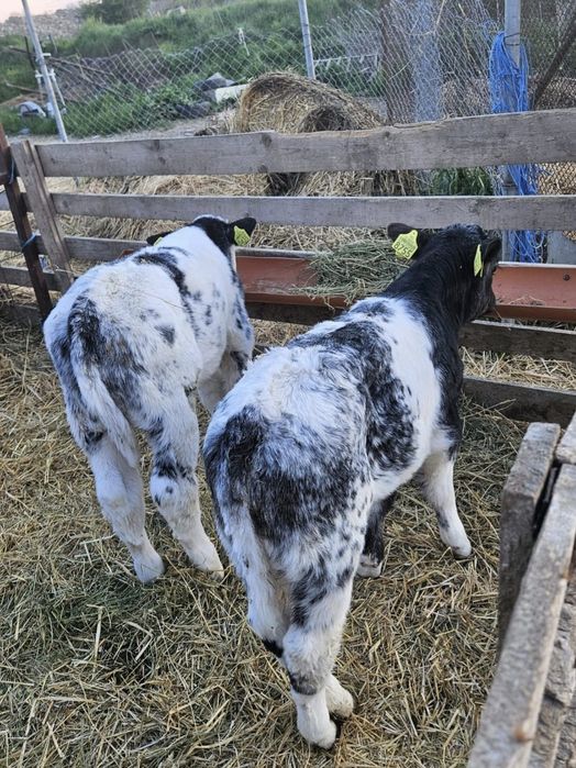 Vitei de vanzare de carne