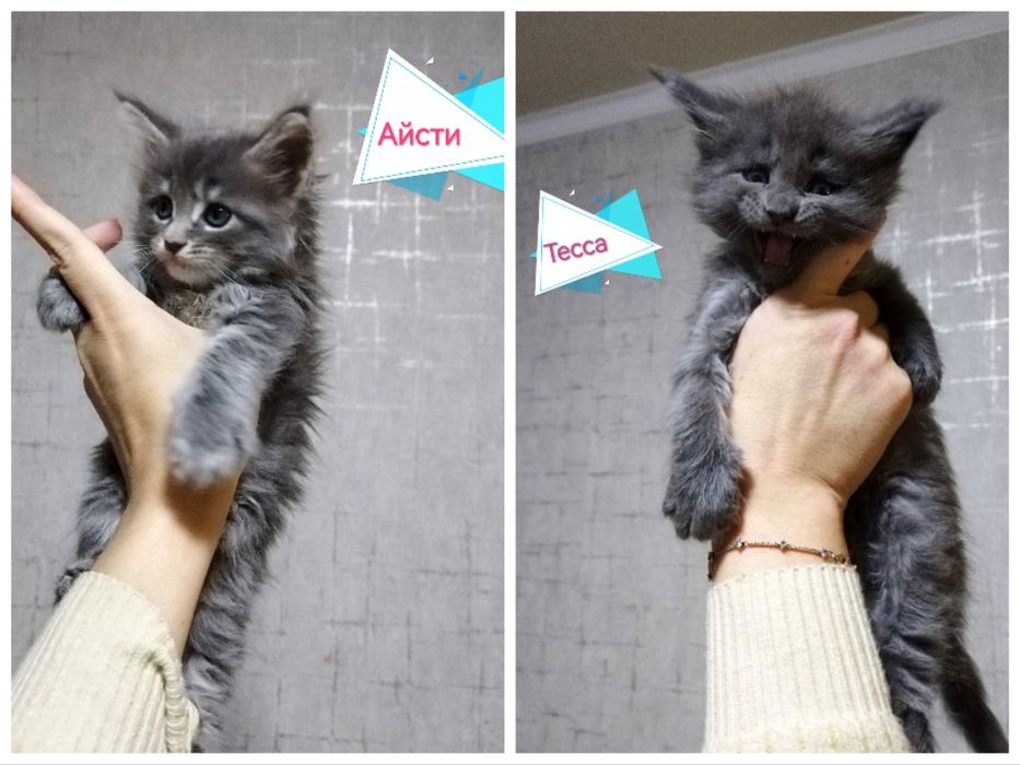 Котёнок Мейн-кун