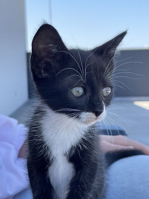 Pisicuță Adoptie