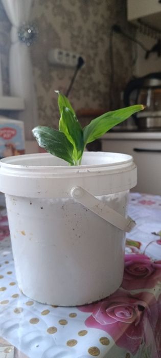 Спатифиллиум ( женское счастье)