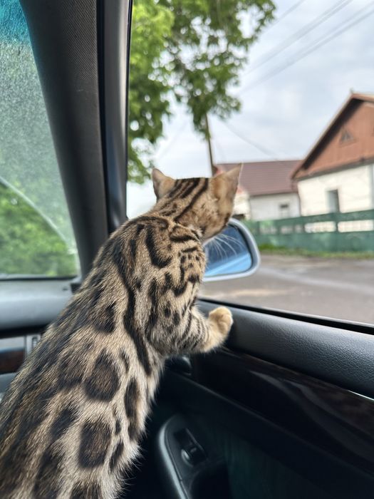 Бенгальский кот на вязку