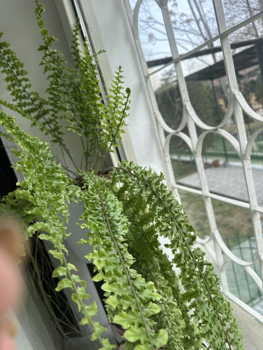 Продается комнатный цветок папоротник