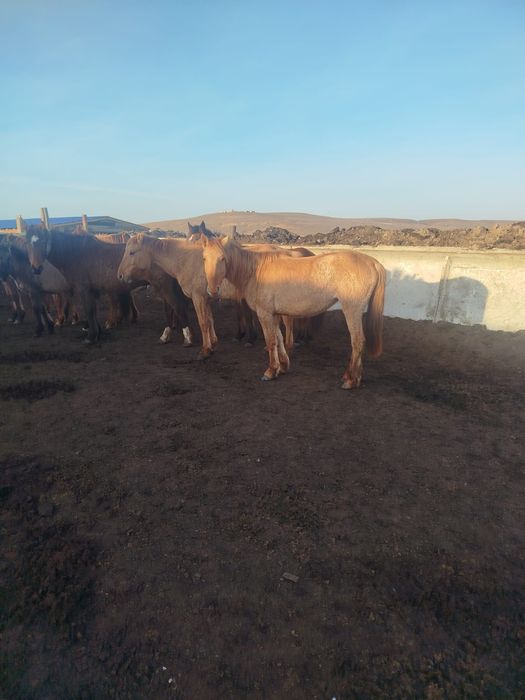 Продам байтал кунажын