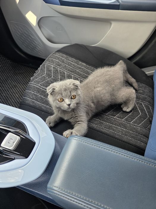 Сотилади Шадланиски Scottish Fold).