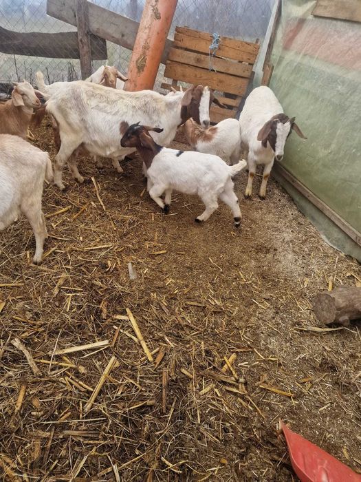 Vand capre de rasă si iezi