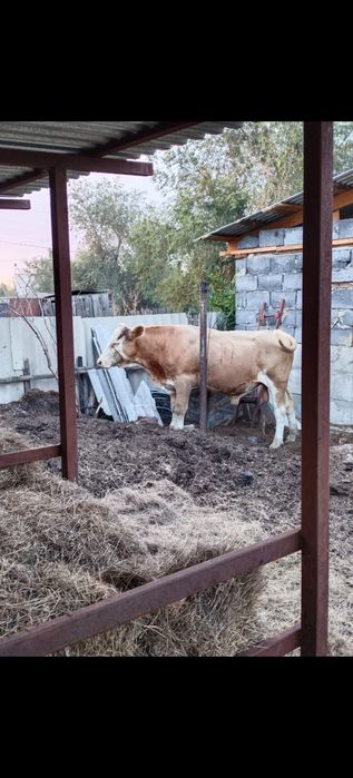 Продам быка Семинтал