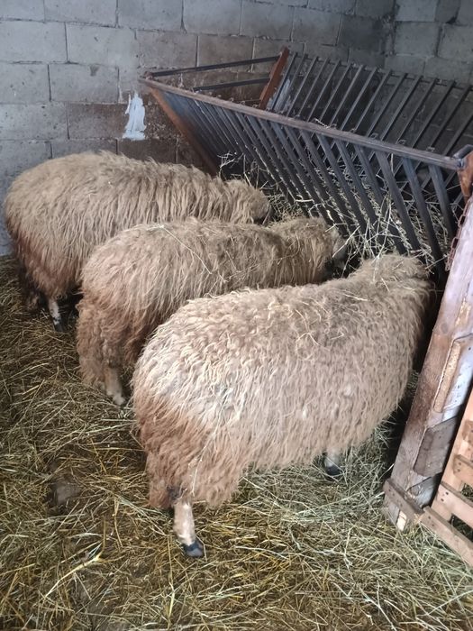Vând 3 oi 2vsunt gestante