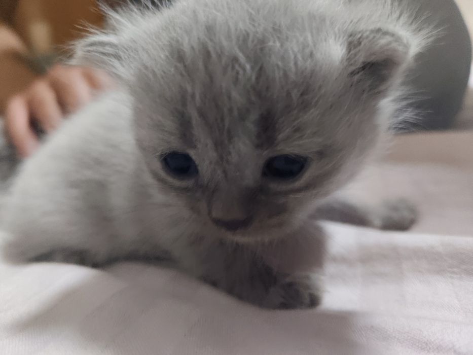 Scottish fold 6 ta bolalari qiz oʻgʻil aralash , 10 mayda tugʻilgan