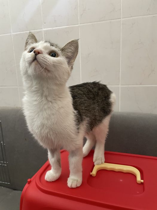 Астана! Котенок 6 месяцев, девочка